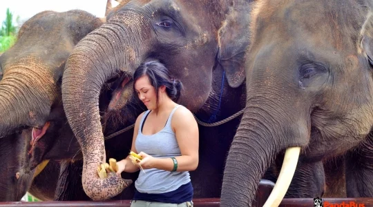 エレファントライド_05